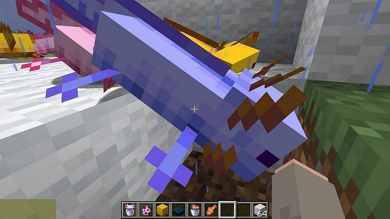 Cómo conseguir el ajolote azul en Minecraft